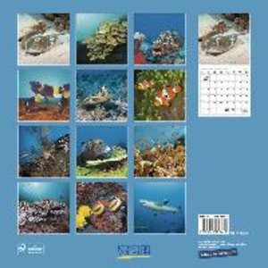 Fische und Unterwasserwelt Waterworld 2022 Broschürenkalender mit Ferienterminen 30 x 30 cm 