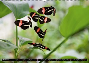 Nachtfalter Spinner und Schwärmer nachtfalter spinner schwärmer - ZVAB