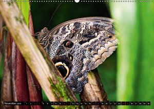 Falter, Spinner und Schwärmer [147686584] - 47,90 € - www