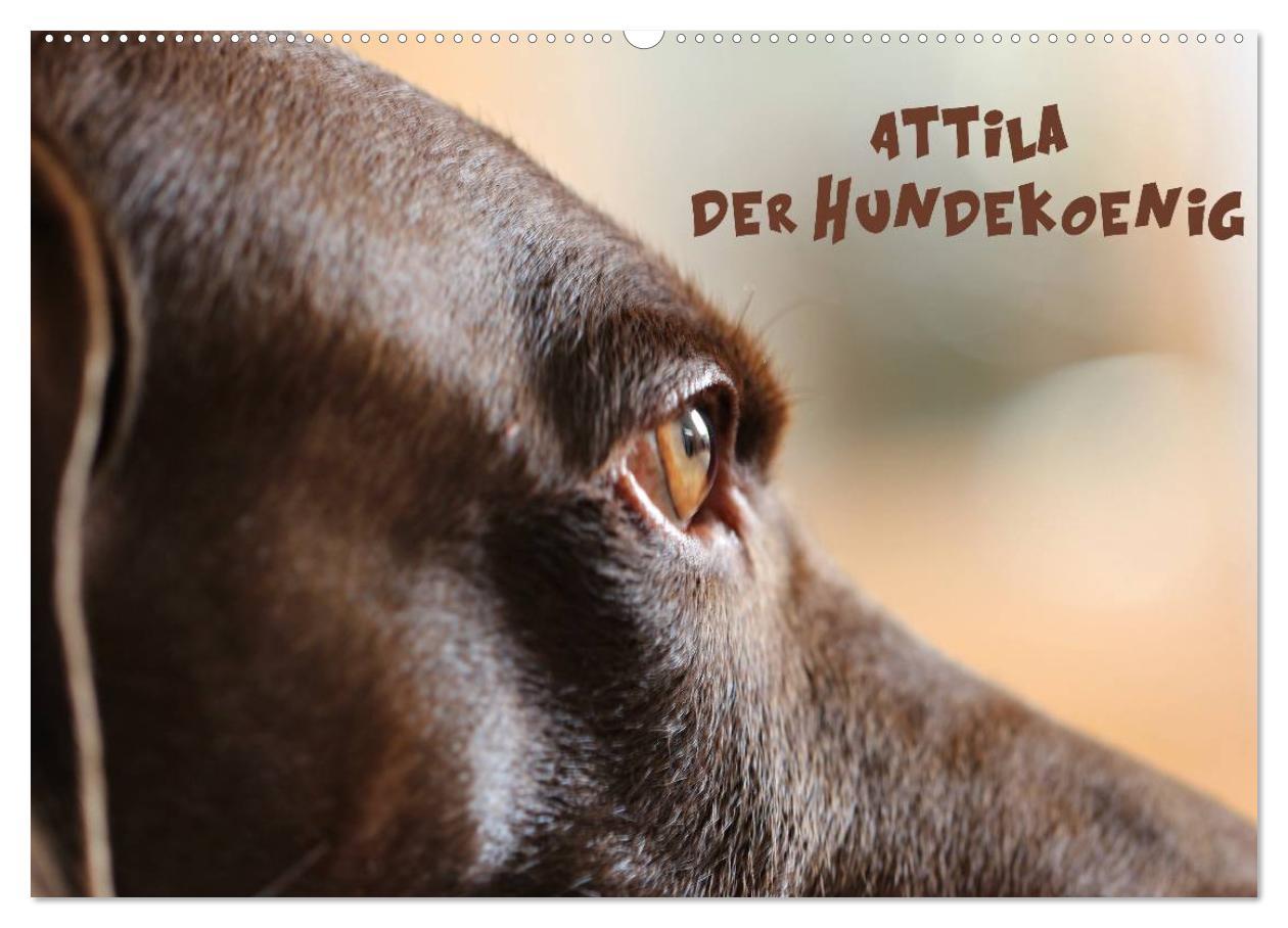 Attila, Der Hundekoenig (Wandkalender 2024 DIN A2 quer), CALVENDO Monatskalender - Hultsch, Heike