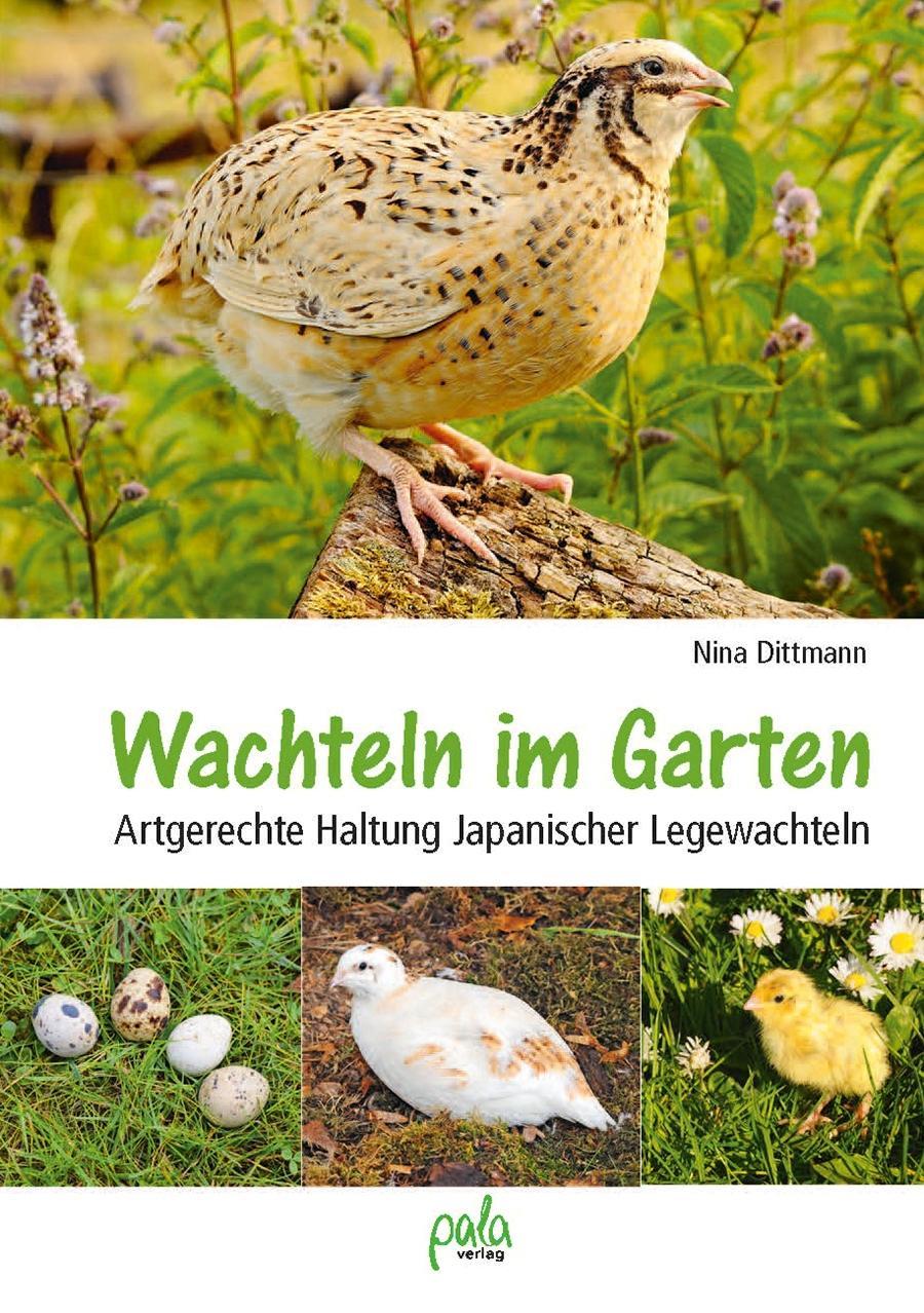 Wachteln im Garten [286431883] 19,90