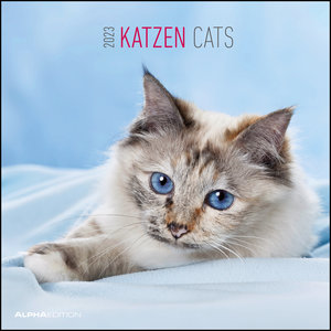 Broschürenkalender mit Ferienterminen Cats 2021 Katzen und Kätzchen 