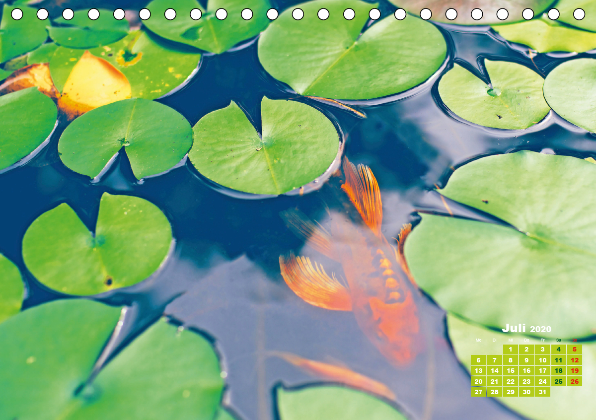 Koi: Juwelen im Teich [277188650] - 17,45