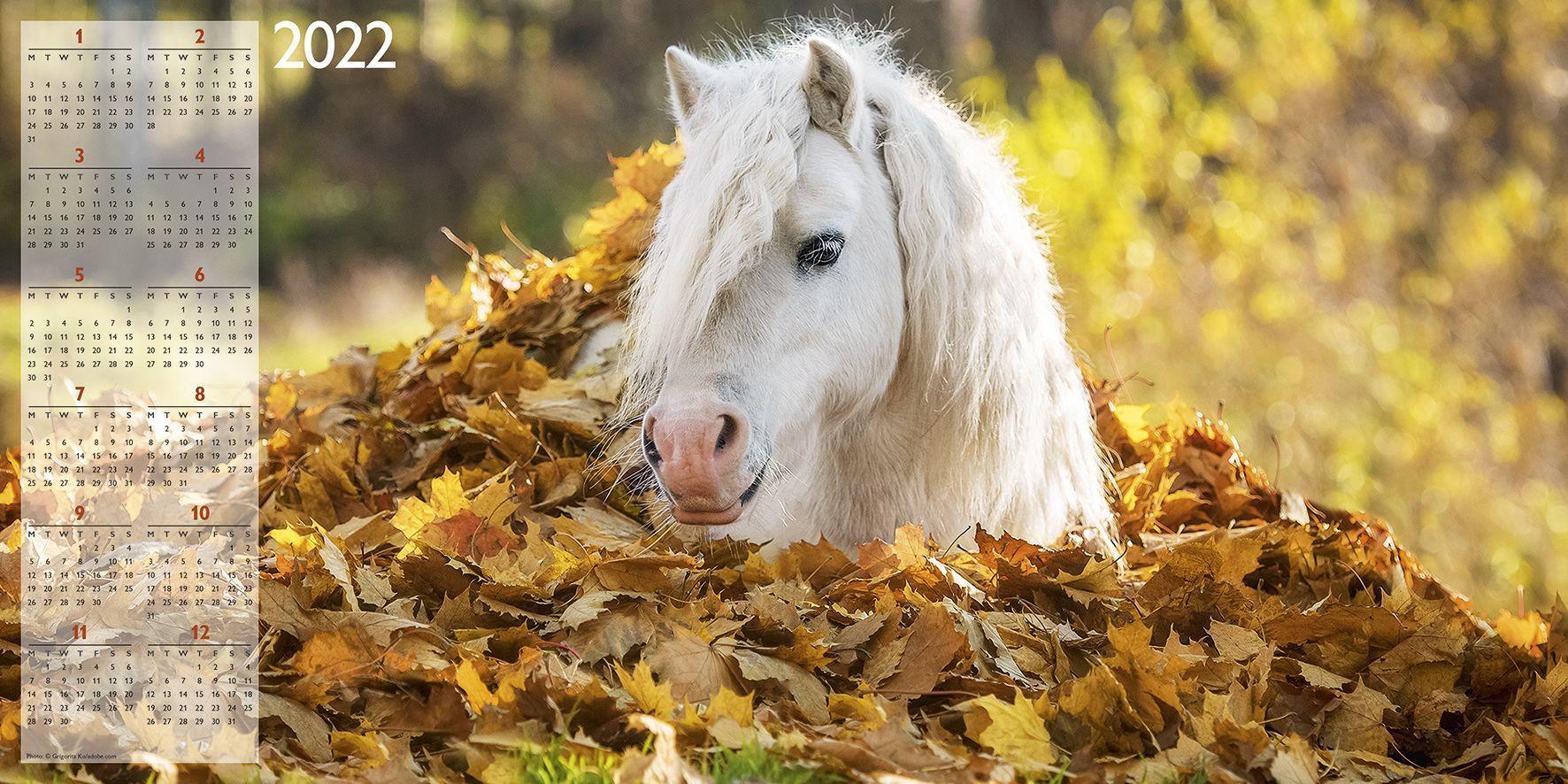Streichelzoo 2021 Wand Kalender Broschuren Kalender A I 342373876 6 95