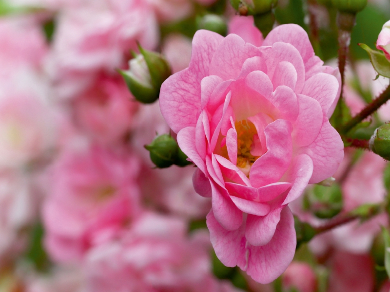 CALVENDO Puzzle 'Die Rose - Königin Der Blumen' - 1000 Teile, 64x48 Cm, Premium-Qualität