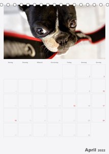 Tischkalender 2022 Wandkalender Boston Terrier der Hund 2022 9783673176111 