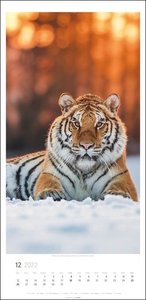 Big Cats Kalender 2022
