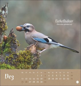 Vögel in unseren Gärten Postkartenkalender 2023. Ein kleiner Kalender zum Aufstellen und Aufhängen mit den 12 häufigsten Gartenvogelarten. Postkarten-Fotokalender zum Heraustrennen.