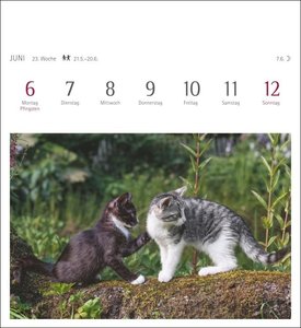 Katzen Kalender 2022