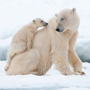 Polar Bears/Eisbärchen 2022