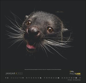 Arche der Tiere National Geographic Kalender 2022