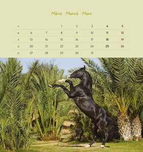 Pferde 2023 - Postkartenkalender 16x17 cm - Horses - zum Aufstellen oder Aufhängen - Monatskalendarium - Gadget - Mitbringsel - Alpha Edition