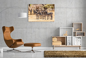 Premium Textil-Leinwand 120 cm x 80 cm quer Zebras, Selous Game Reserve, Tansania