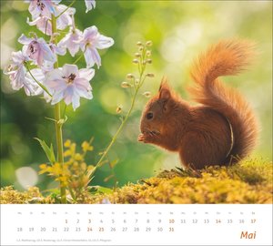 times&more Eichhörnchen Bildkalender 2026