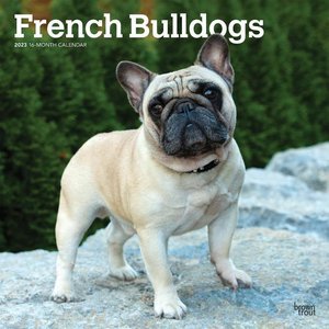French Bulldogs 2023 Square