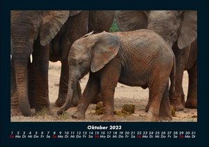 Der Tierkalender 2023 Fotokalender DIN A4