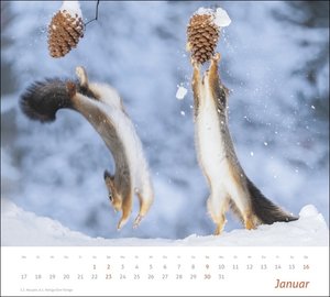 times&more Eichhörnchen Bildkalender 2022