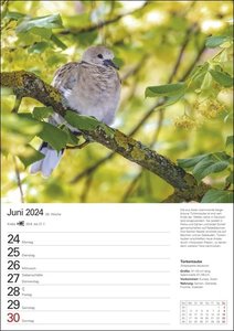 Heimische Vögel Wochenplaner 2024. Wochenkalendarium, Infos zu den porträtierten Vogelarten und viel Platz für Termine in dem praktischen Wand-Kalender 2024 zum Eintragen
