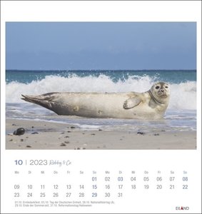 Robby & Co Postkartenkalender 2023. Robben und Seehunde in natürlicher Umgebung in einem kleinen Kalender. Postkarten-Fotokalender für Tierfreunde.