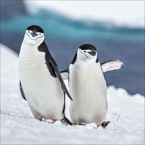Pinguine 2025