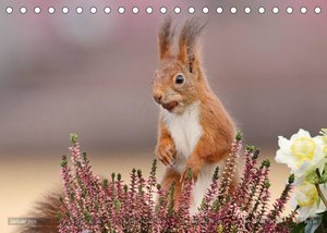 Eichhörnchen Momentaufnahmen fürs Herz (Tischkalender 2023 DIN A5 quer)
