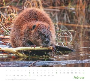 times&more Heimische Tiere Bildkalender 2026