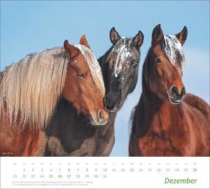 times&more Pferde Bildkalender 2026