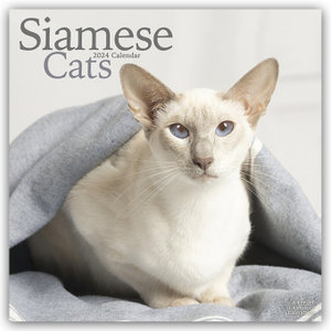 Siamese Cats - Siam-Katzen 2024 - 16-Monatskalender