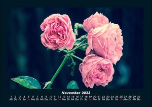Rosen-Kalender 2023 Fotokalender DIN A4