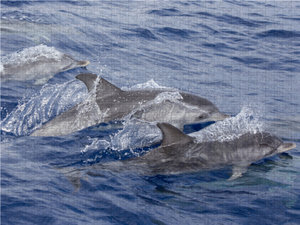 CALVENDO Puzzle Delfine vor der Küste Madeiras 1000 Teile Puzzle quer