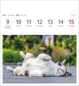 Katzen Postkartenkalender 2025