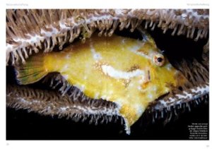 Grosspolypige Steinkorallen Im Meerwasseraquarium