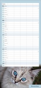 times&more Katzen Familienplaner 2026