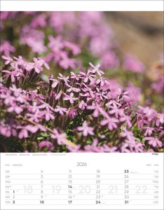 Alpenblumen Kalender 2026
