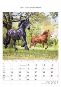 Pferde 2023 - Bildkalender 23,7x34 cm - Kalender mit Platz für Notizen - mit vielen Zusatzinformationen - Horses - Wandkalender - Alpha Edition
