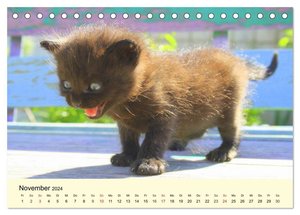 Putzige Katzenkinder. Drollige Kätzchen entdecken die Welt! (Tischkalender 2024 DIN A5 quer), CALVENDO Monatskalender