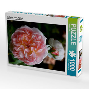 CALVENDO Puzzle Englische Rose, Apricot 1000 Teile Puzzle hoch