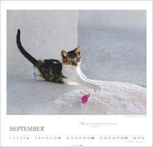 Katzen - Diven auf Samtpfoten 2026