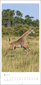 Giraffen Kalender 2023