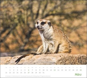 times&more Erdmännchen Bildkalender 2022