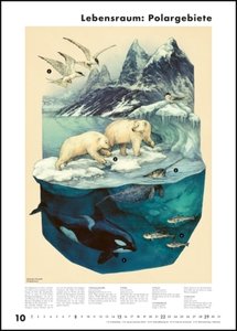 Das Museum des Meeres 2023 - Posterkalender - mit Illustrationen und vielen Erklärungen - Spiralbindung - Format 50 x 70 cm