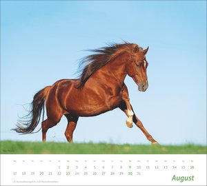 times&more Pferde Bildkalender 2026