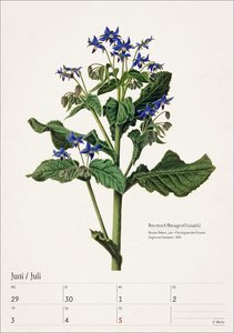 Bunte Pflanzenwelt Wochenplaner 2026