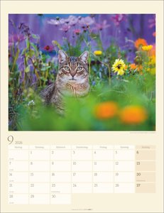 Katzen auf dem Lande Kalender 2026