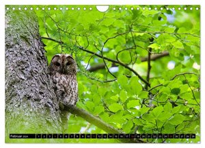 Strix aluco ... der Waldkauz (Wandkalender 2024 DIN A4 quer), CALVENDO Monatskalender
