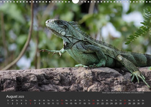 Wildlife Pantanal 2023 (Wandkalender 2023 DIN A3 quer)