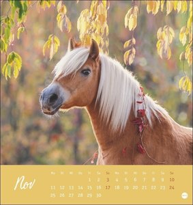 Pferde - Starke Freunde Postkartenkalender 2024. Pferdefotografin Sabine Stuewer setzt die edlen Tiere in einem kleinen Kalender perfekt in Szene. Hochwertiger Postkarten-Fotokalender.