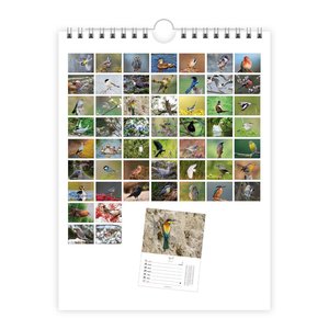 Trötsch Wochenkalender zum Hängen Heimische Vögel 2025