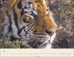 Tiger Kalender 2023