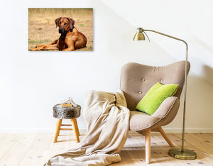 Premium Textil-Leinwand 75 cm x 50 cm quer Ein Motiv aus dem Kalender Ridgebacks - Hunde aus Afrika